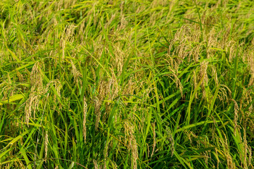 岩手県北上市金ヶ崎町