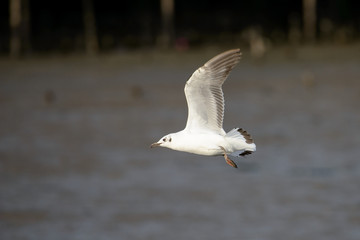 flying seagull at bangpu recreation center samut prakan thailand