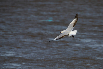 flying seagull at bangpu recreation center samut prakan thailand