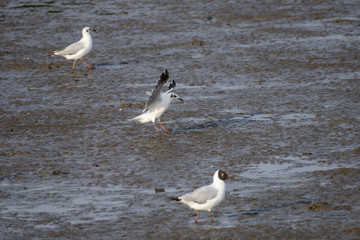 flying seagull at bangpu recreation center samut prakan thailand