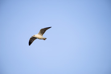 flying seagull at bangpu recreation center samut prakan thailand