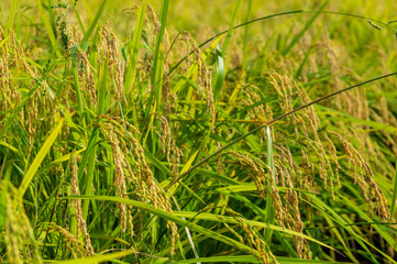 岩手県北上市金ヶ崎町