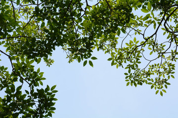 green leaf tree on blue sky  background