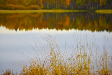 reflection of autumn forest in water
