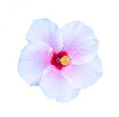 Chaba flower,hibiscus flower on white background