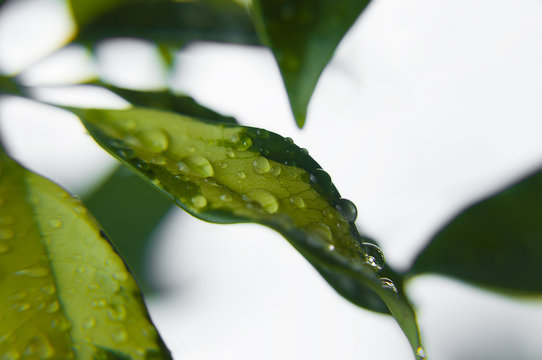 leaves of variegated sheflera