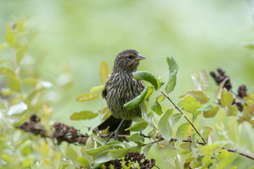 bird on tree branch