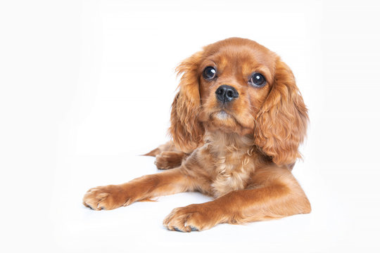 Puppy isolated on white background