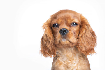 Puppy isolated on white background