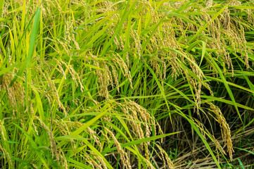 岩手県北上市金ヶ崎町