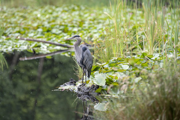 heron bird in the nature