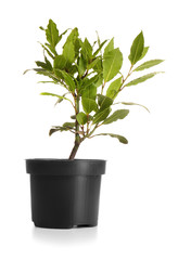 Pot with bay tree on white background
