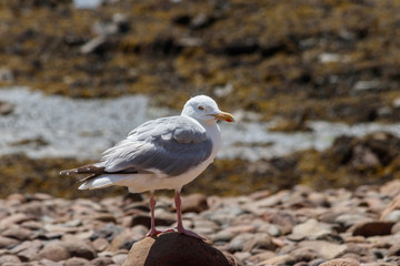 Fototapeta premium Ile de Bréhat