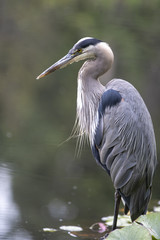 heron bird portrait