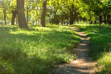 View of path in green park on sunny day