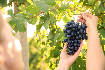 Obraz premium Woman picking fresh ripe juicy grapes in vineyard