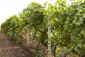 Fototapeta na wymiar Green grape vines growing in vineyard