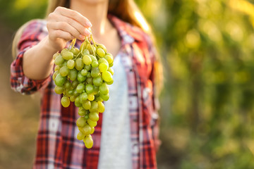 Woman holding cluster of fresh ripe juicy grapes in vineyard