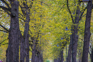 Obraz premium Autumn background. Autumn background from the tops of yellowed foliage.