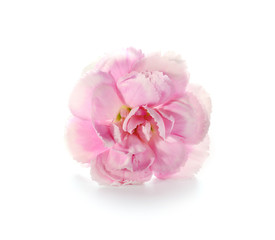 Beautiful pink flower on white background