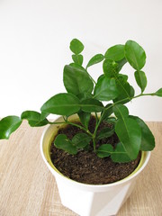 Kaffir Limette im Blumentopf