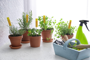 Pots with fresh aromatic herbs and  gardening equipment on white table