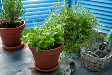 Pots with fresh aromatic herbs and  gardening tools on wooden table