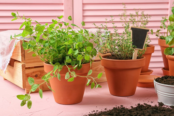 Pots with fresh aromatic herbs on color table