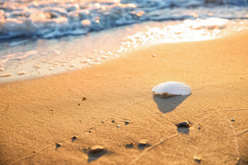 Sea shell on sandy beach
