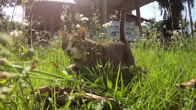 Video footage cat walks on the green grass ,outdoor . 