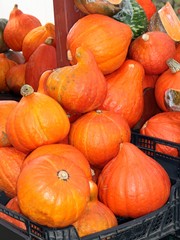 pumpkins as wholesome vegetable 