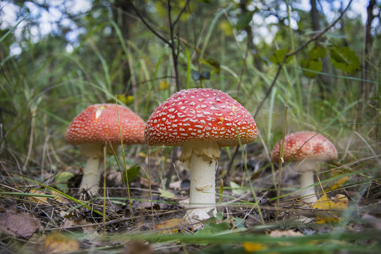 Toadstools in the grass.