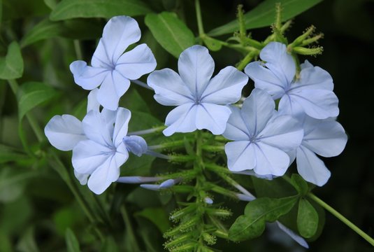 blue flowers of plumbago articulata plant