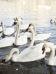 Obraz premium Swans in the pond