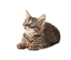 Obraz premium Cute little kitten on white background