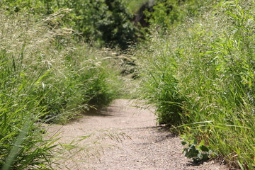 Nature Path