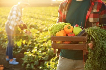 Male farmer with gathered vegetables in field, closeup