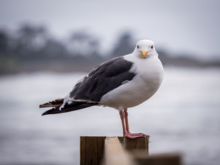 portrait of a seagull looking straight to camera