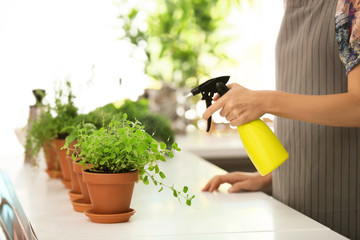 Woman spraying fresh herbs in pots on table
