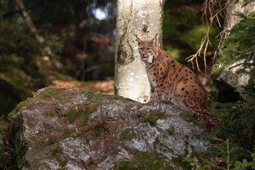Lynx on the rock in Bayerischer Wald National Park, Germany