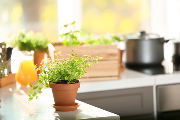 Pot with fresh oregano on table in kitchen