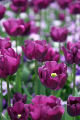  Beautiful display of tulips in a variety of colours at Floriade, Canberra