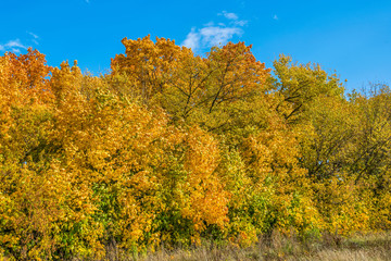 Mixed  forest  in autumn