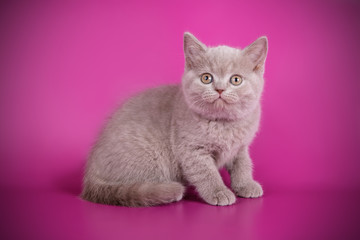 British shorthair cat on colored backgrounds