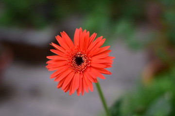 VIBRANT RED ORANGE FLOWER WITH BLUR BACKGROUND