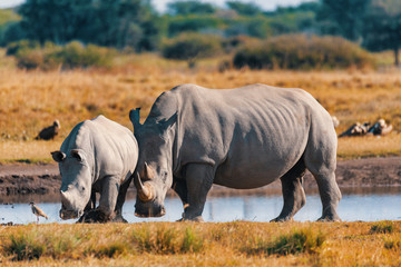 baby of white rhinoceros Botswana, Africa