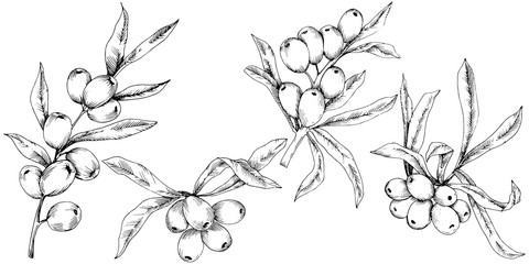Hippophae plant vector icon on white background. Vector flower for background, texture, wrapper pattern, frame or border. - obrazy, fototapety, plakaty