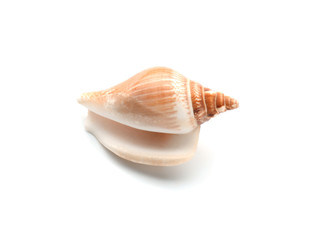 Beautiful sea shell on white background