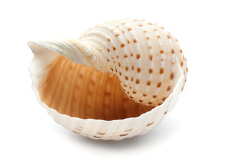 Beautiful sea shell on white background