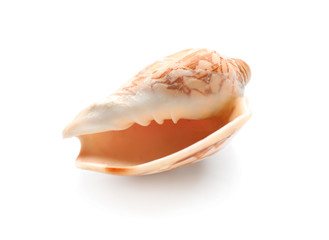Beautiful sea shell on white background